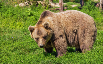 Medve támadt egy fiatal férfira a székelyföldi Szenterzsébeten