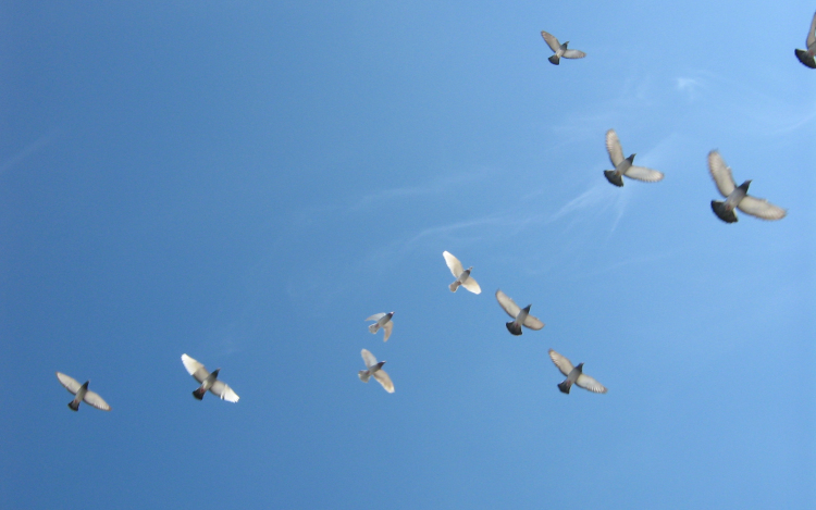 A betolakodó fajok világszerte fenyegetést jelentenek a védett területekre