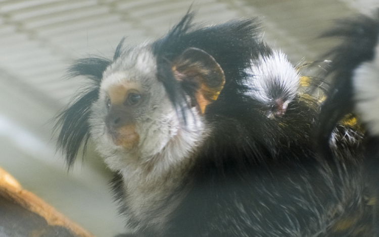 Fehérfejű selyemmajom született a Szegedi Vadasparkban